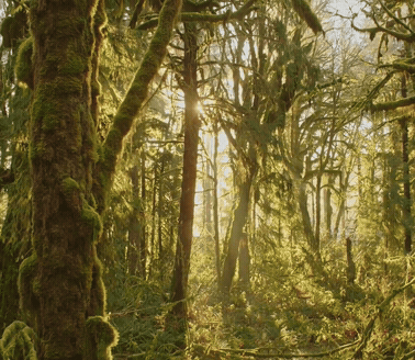 FALLEN TREE: Nalini Nadkarni — short documentary, 2014, directed by Skylar Nielsen for Vita Brevis Films